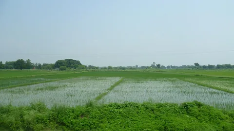उत्तर प्रदेश में हरा-भरा धान का खेत