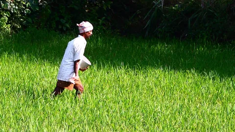 भारतीय किसान खड़ी फसल में हाथ से खाद बिखेरते हुए