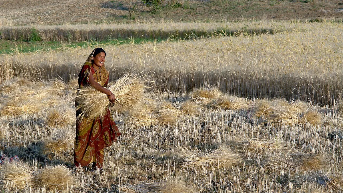 गेहूं की कटाई