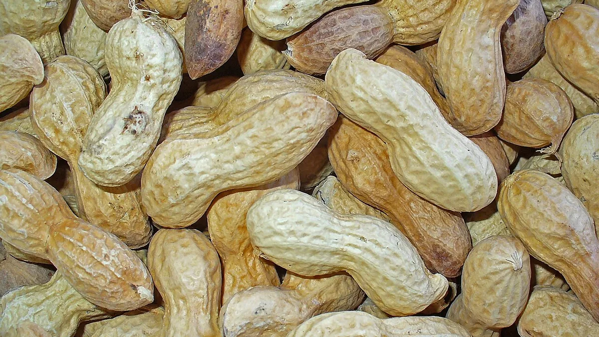 मूंगफली का पौधा और फलियाँ