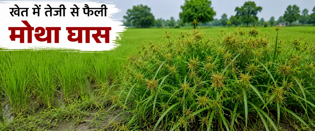 मोथा घास (नागरमोथा) — फसल के बीच उगी खरपतवार