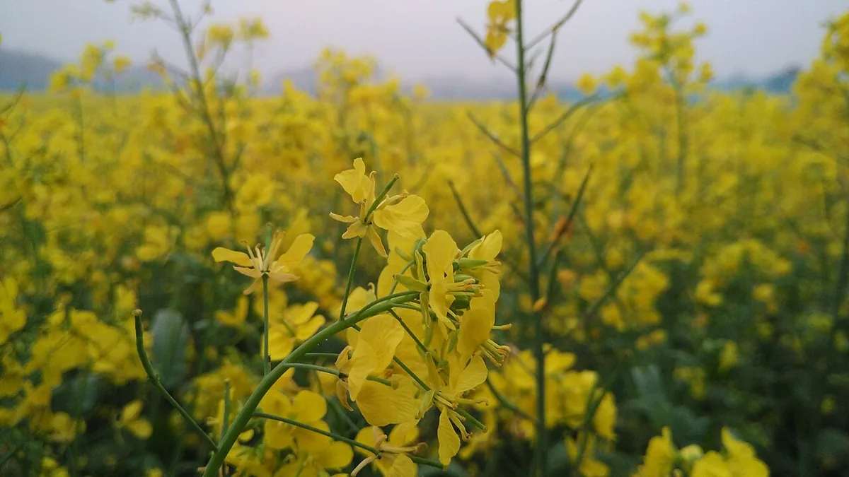 सरसों का खिला हुआ खेत