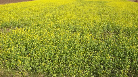 पीले फूलों से भरा सरसों का खेत