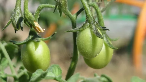 ಕರ್ನಾಟಕದ ಟೊಮೆಟೊ ತೋಟ