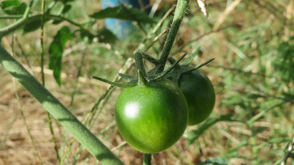 टमाटर का पौधा