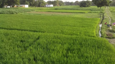 प्रयागराज, उत्तर प्रदेश के खेत